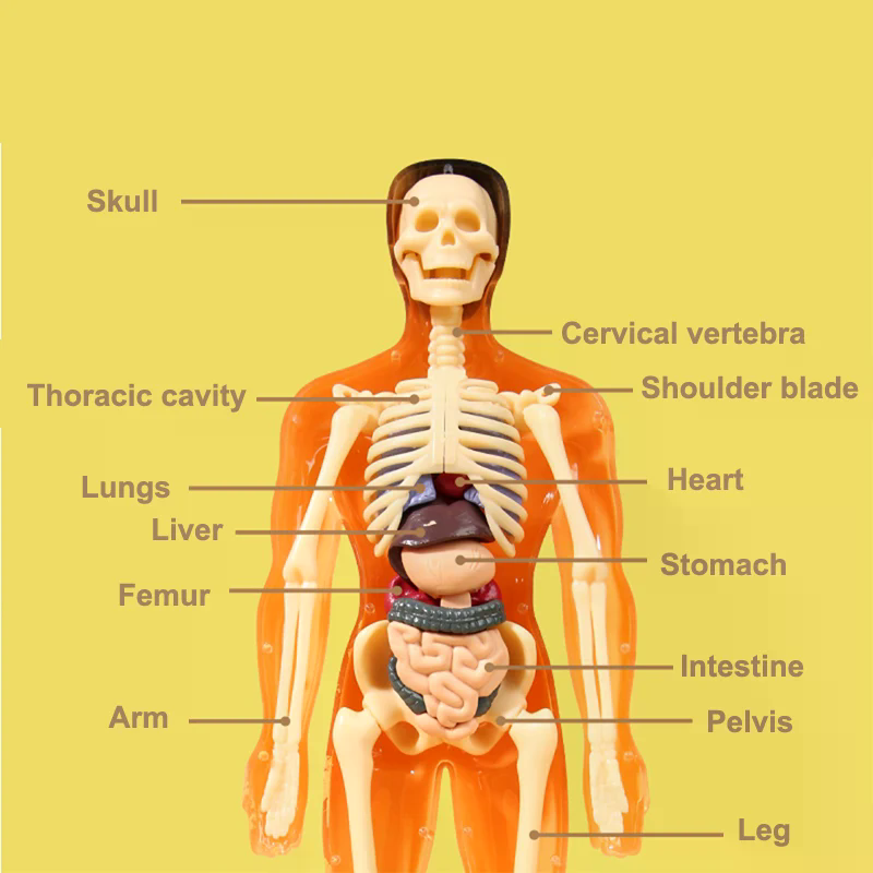 3D Human Skeleton Organ Anatom - огляд і ціна Model Kit Simulator